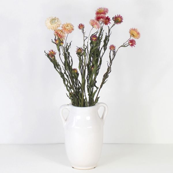 Trockenblumen Helichrysum pink, 400-22-234