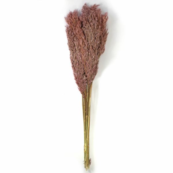 Trockenblumen Wild reed plume, 400-22-236