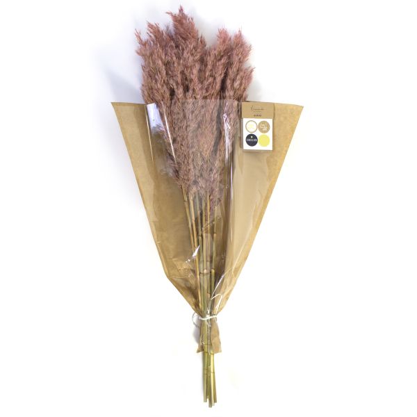 Trockenblumen Wild reed plume, 400-22-236